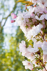 Japanese cherry blossoms in the national park, sakura flowers, early flowering fruit trees in spring, bottom view against blue sky