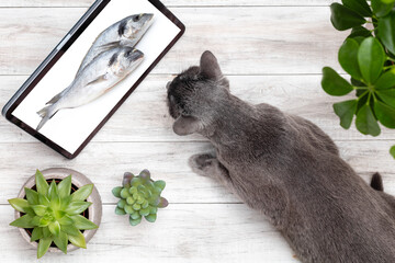 Russian blue cat lies on floor and looking in ipad.