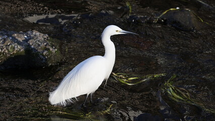 川で遊んでいるコサギの写真