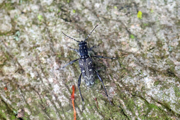 A wood-boring forest insect, the gray tiger longicorn beetle - Xylotrechus rusticus , Family: Cerambycidae.