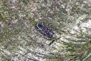 A wood-boring forest insect, the gray tiger longicorn beetle - Xylotrechus rusticus , Family: Cerambycidae.