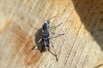 A wood-boring forest insect, the gray tiger longicorn beetle - Xylotrechus rusticus , Family: Cerambycidae.