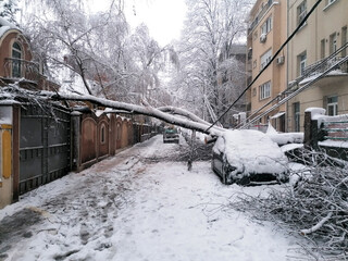 A tree fell across the street and crushed the house and car parked near due to heavy snow storm 