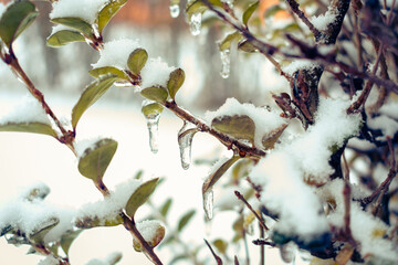Snow covering the evergreens in december