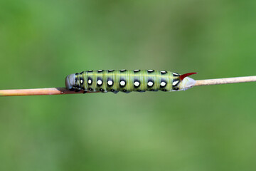 Caterpillar of hawk moth - Hyles gallii on a stalk of grass.