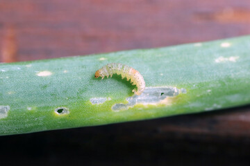 Caterpillars of leek moth or onion leaf miner Acrolepia assectella family Acrolepiidae. It is Invasive species a pest of leek crops. Larvae feed on Allium plants by mining into the leaves or bulbs - obrazy, fototapety, plakaty