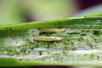 Caterpillars of leek moth or onion leaf miner Acrolepia assectella family Acrolepiidae. It is...