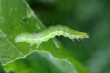 The Silver Y (Autographa gamma) Caterpillar on on a radish damaged leaf. Caterpillars of this owlet moths are pests more than 200 different species of plants including crops.