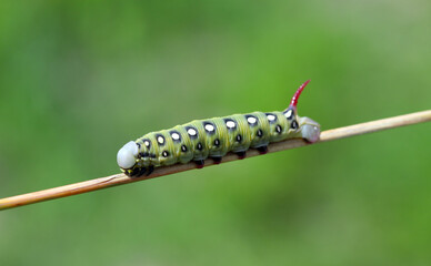 Caterpillar of hawk moth - Hyles gallii on a stalk of grass.