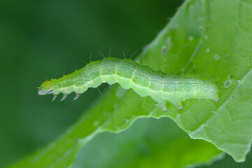 The Silver Y (Autographa gamma) Caterpillar on on a radish damaged leaf. Caterpillars of this owlet moths are pests more than 200 different species of plants including crops.