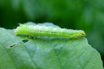 The Silver Y (Autographa gamma) Caterpillar on on a radish damaged leaf. Caterpillars of this owlet...