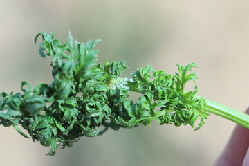 Aphids Cavariella aegopodii, Semiaphis dauci causing curling and crinkling of carrot leaves.
