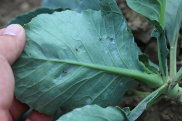 Cabbage aphid colonies (Brevicoryne brassicae) - wingless and winged forms on young cabbage leaves in the garden.