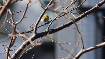 遊んでいるメジロの写真