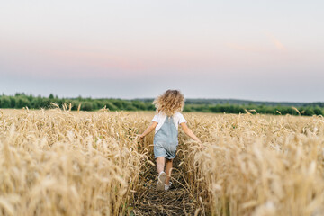 Naklejka na ściany i meble a little blonde curly girl running in a wheat field, the concept of human freedom, people from behind