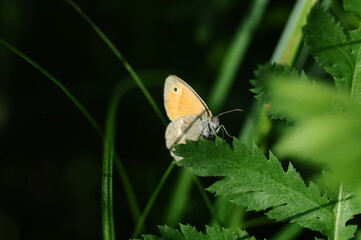 yellow butterfly sits on a large green leaf

