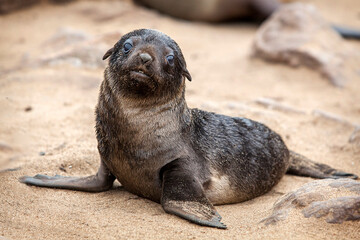Fototapeta premium Seal Colonies, Cape Cross Seal Reserve in Namibia