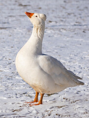 white goose on winter meadow