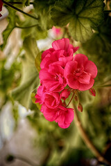 Gardening, beautiful pink geranium plowers on the plant