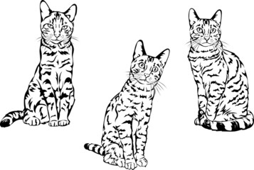 Cat, Bengal cat,  figure, 3 variants of the image, vector, illustration, portrait, illustration, set, white, black, isolated, simple, icon, art, symbol, graphic, drawing