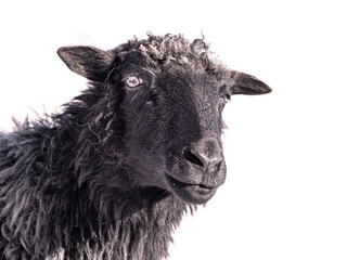 black sheep isolated on white background