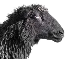 Foto op Plexiglas black sheep isolated on white background © Vera Kuttelvaserova