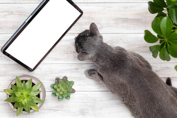 Russian blue cat lies on floor and looking in ipad.