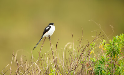 Northern fiscal perched on a blade of grass in summer