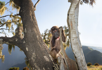 Close up of a baby Gelada monkey sitting in a tree