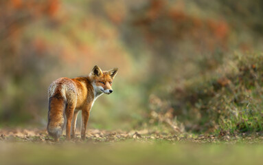 Close up of a red fox in summer