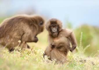 Close up of cute baby Gelada monkey scratching back while sitting on grass