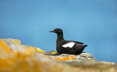 Black guillemot perched on a rocky coast