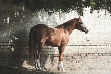 Beautiful elegant red sport horse stands in the shade of trees