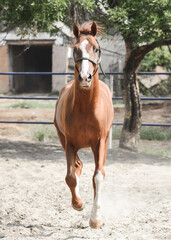 Beautiful red stallion gallop on freedom summer. front view