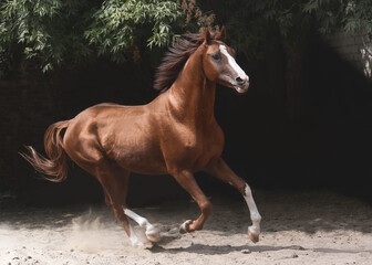 Beautiful red sport horse gallop on freedom summer on black background