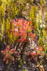Drosera glabripes in backlight, taken in natural habitat near Cape Town in the Western Cape of South Africa