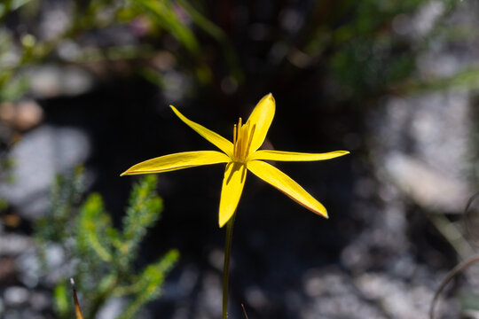 Yellow flowered Spiloxene in natural habitat in the Siilvermine Nature Reserver in the Western Cape of South Africa