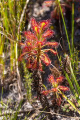 Nice red colored Drosera glabripes seen in natural habitat in the Western Cape of South Africa