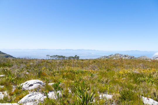 Blue Sky, green gras and some rocks in the fynbos landscape of the Silvermine Nature Reserve in the Western Cape of South Africa