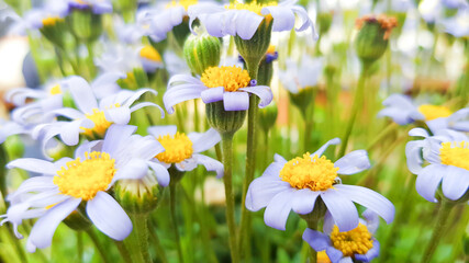 Soft focus, Blue daisy, Spring and summer flowers in the garden nature background, flowers against a background of flowers.