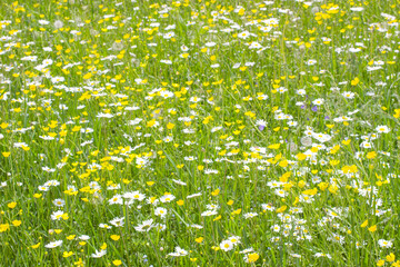 spring landscape with flowering in meadow. white chamomile and small yellow blossom on field, summer view of blooming wildflowers in meadow.