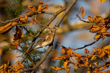 Common bird in its favorite environment

