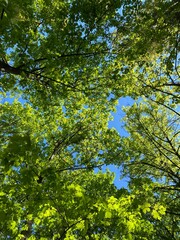 trees in the forest