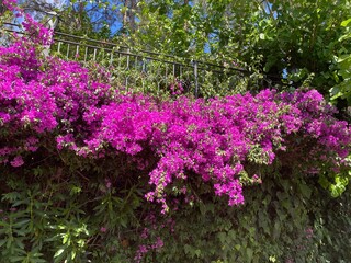 flowers in the garden