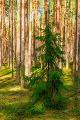 Fototapeta premium Coniferous green pine forest landscape in summer, Karelia, Russia