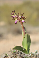 It is a terrestrial species of the orchid family - Orchis collina.
