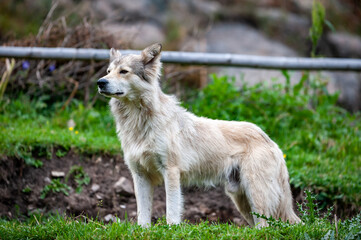 Fototapeta premium Big white guard dog in front of yurt. Watchdog looking guarding. Karakol valley, Issyk-kul region, Ala-kul lake Terskey Alatau mountain range, Kyrgyzstan, Central Asia.