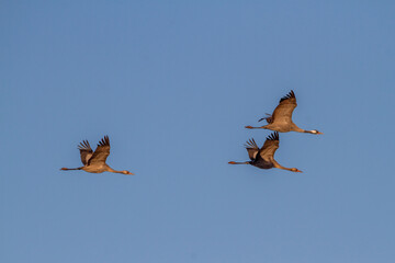 Three adult Common crane (Grus grus) fly over a blue sky