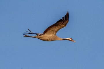 An adult Common crane (Grus grus) flies over a blue sky