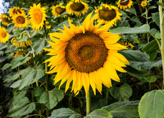 Obraz premium A large yellow sunflower blossomed in a farm field on a hot summer day. Agriculture, production of sunflower oil, honey